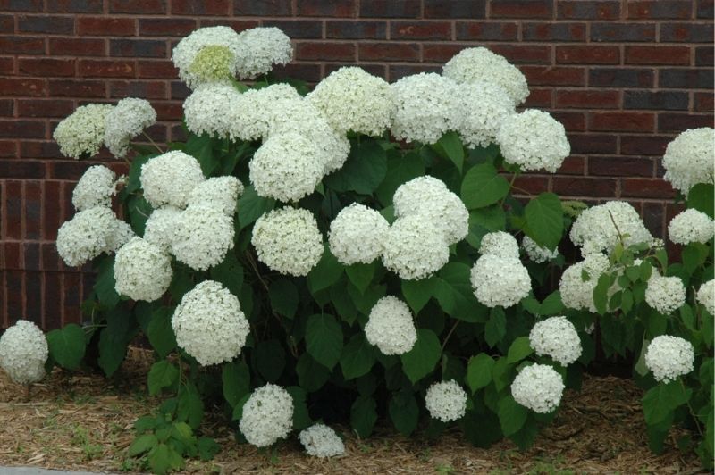 Hydrangea-Incrediball® 3C