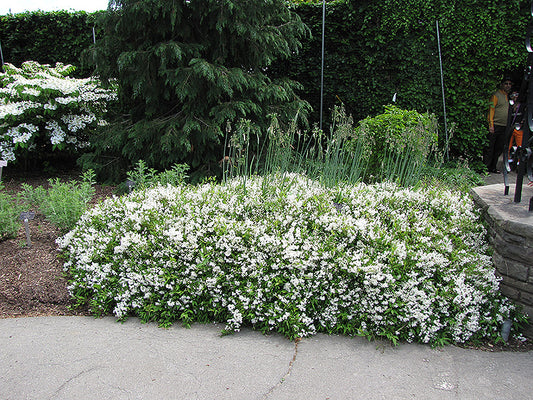 Deutzia-Nikko Slender 3C