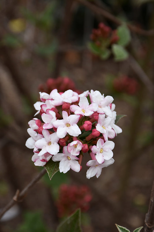 Viburnum-Spice Girl® 3C