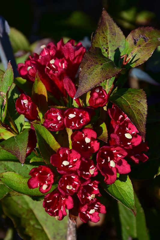 Weigela-Maroon Swoon 2C