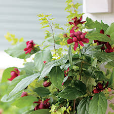 Calycanthus-Aphrodite 3C