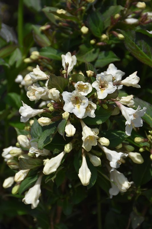 Weigela-Tuxedo 3C