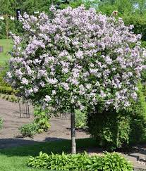 Lilac-Bloomerang® Dark Purple On Standard 10C