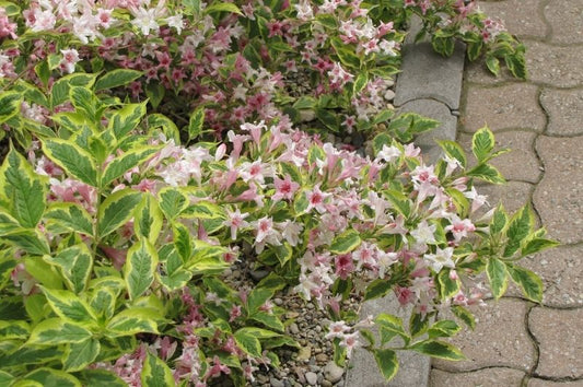 Weigela-Variegata Nana 3C