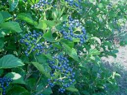 Viburnum-Chicago Lustre 3C