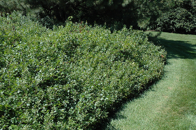 Fothergilla-Legend of the Fall® 3C