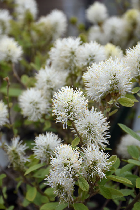 Fothergilla-Legend of the Small® 3C