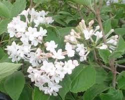 Viburnum-Juddii 3C