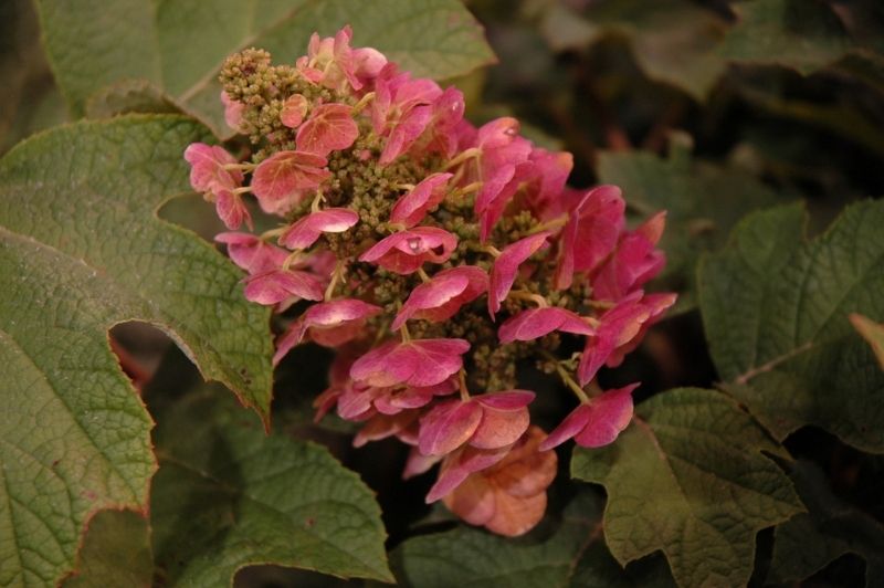 Hydrangea-Ruby Slippers 3C