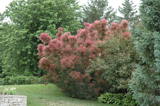 Smokebush-Royal Purple 7'BP