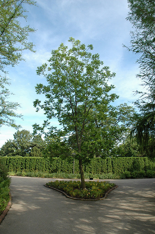 Pecan-Hardy 2.5"B