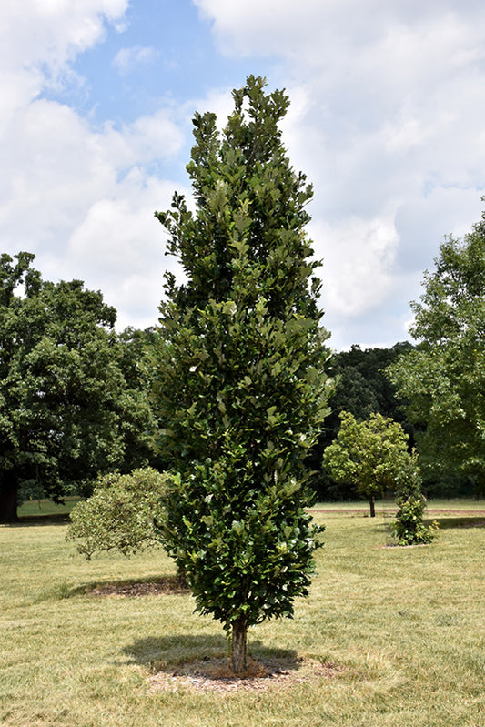 Oak-Regal Prince 2.0"B