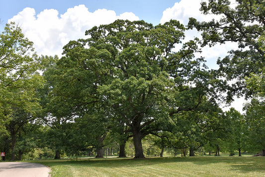 Oak-White 2.0"B