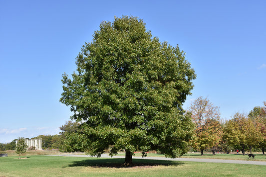 Oak-Scarlet 2.0"B