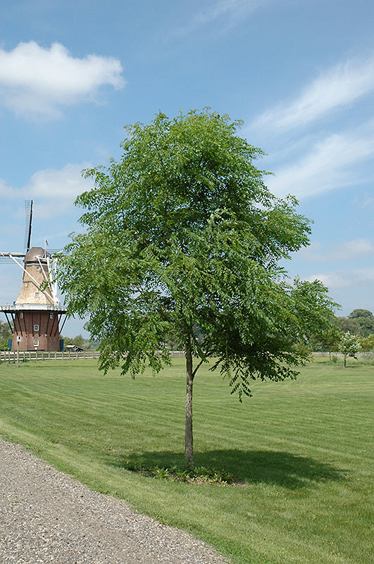 Kentucky Coffeetree-1.75"B