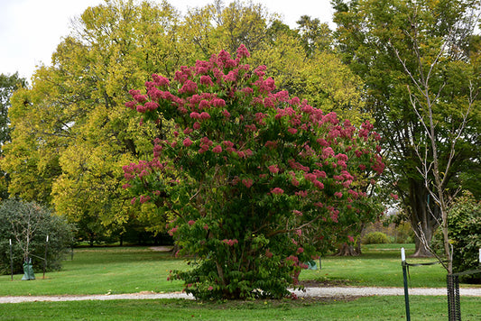 Heptacodium-Seven Son 7'B