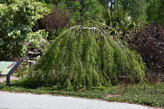 Cypress-Falling Waters 2.0"B