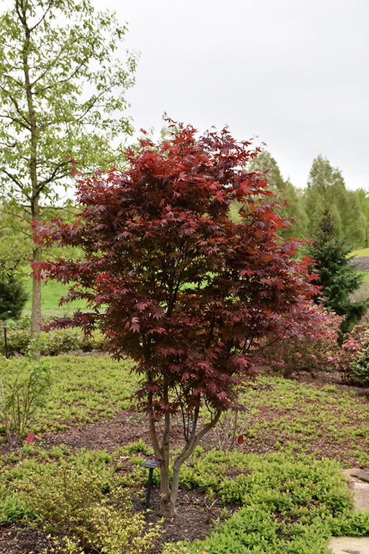 Maple-Emperor I 4-5' 15C