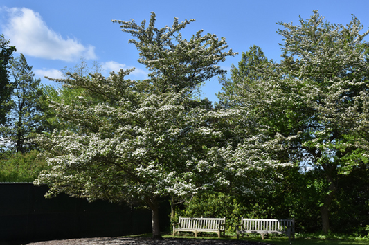 Hawthorn-Winter King 1.5" 20C