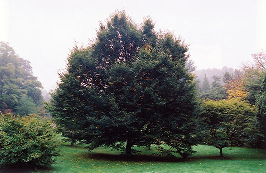 Hornbeam-European 2.0"B