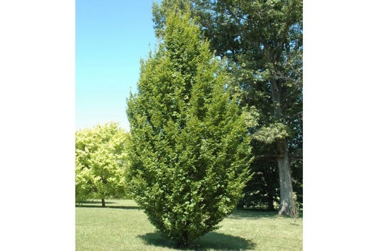 Hornbeam-Frans Fontaine 2.0"B