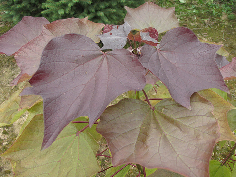 Catalpa-Purple 15C