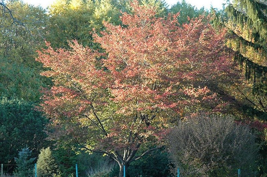 Serviceberry-Robin Hill 1.75"B