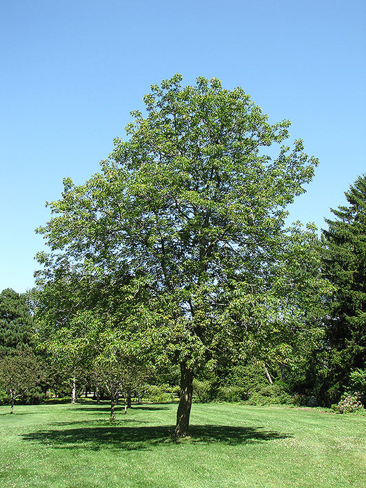 Buckeye-Ohio 25C