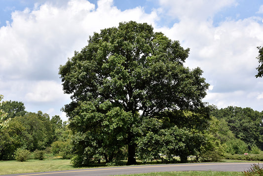 Oak-Swamp White 1.75"B