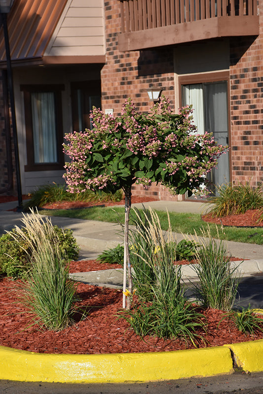 Hydrangea-Quick Fire® On Standard 10CP