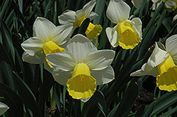 Narcissus-Bravoure 7 Pack