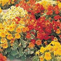 Nasturtium-Alaska Mix 4"