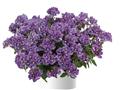 Nemesia-Nesia Denim 4.3"
