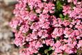 Nemesia-Nesia Pink Crush 4.3"