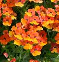Nemesia-Nesia Tangerine 4.3"