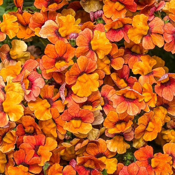 Nemesia-Sunsatia Blood Orange 4.3"