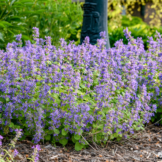 Nepeta-Chartreuse on the Loose 1C