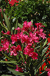 Oleander-Calypso Pink 10"