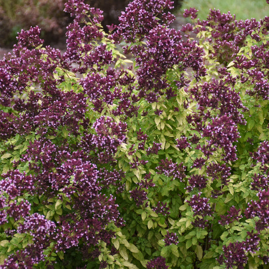 Origanum-Drops of Jupiter 1C