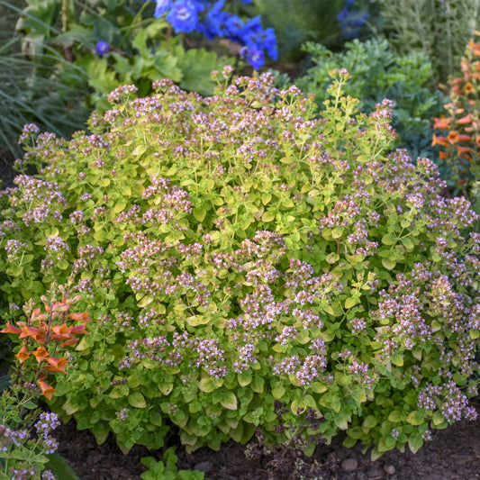Origanum-Gilt Trip 1C