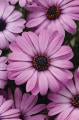 Osteospermum-Akila Lavender Shades 4.3"