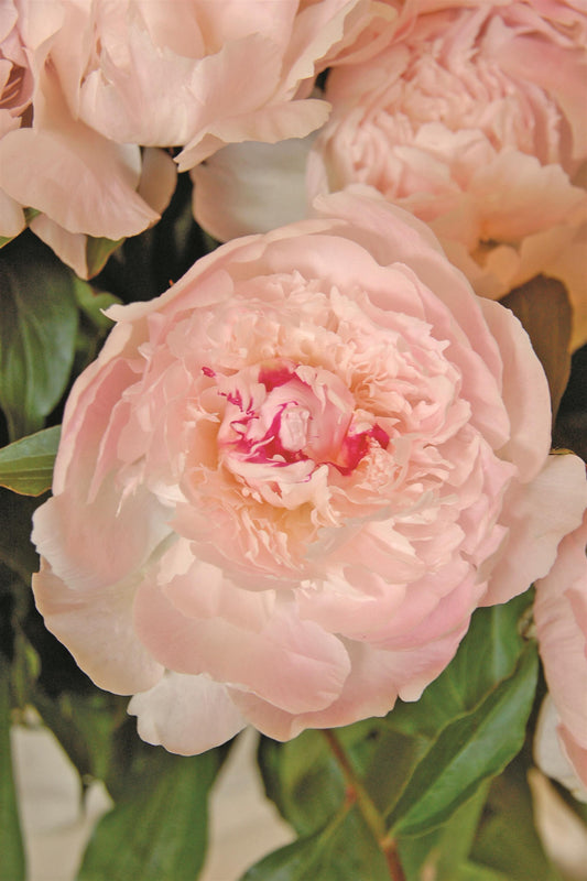 Peony-Alertie 2C