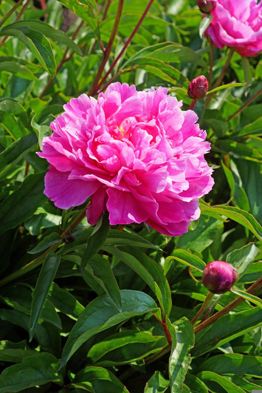 Peony-Bunker Hill 2C