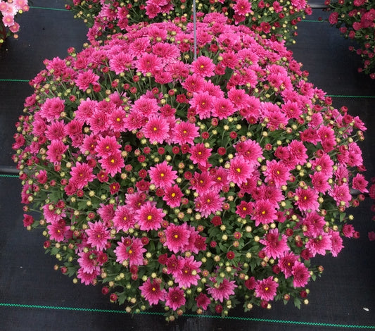 Mum Padre Lilac M