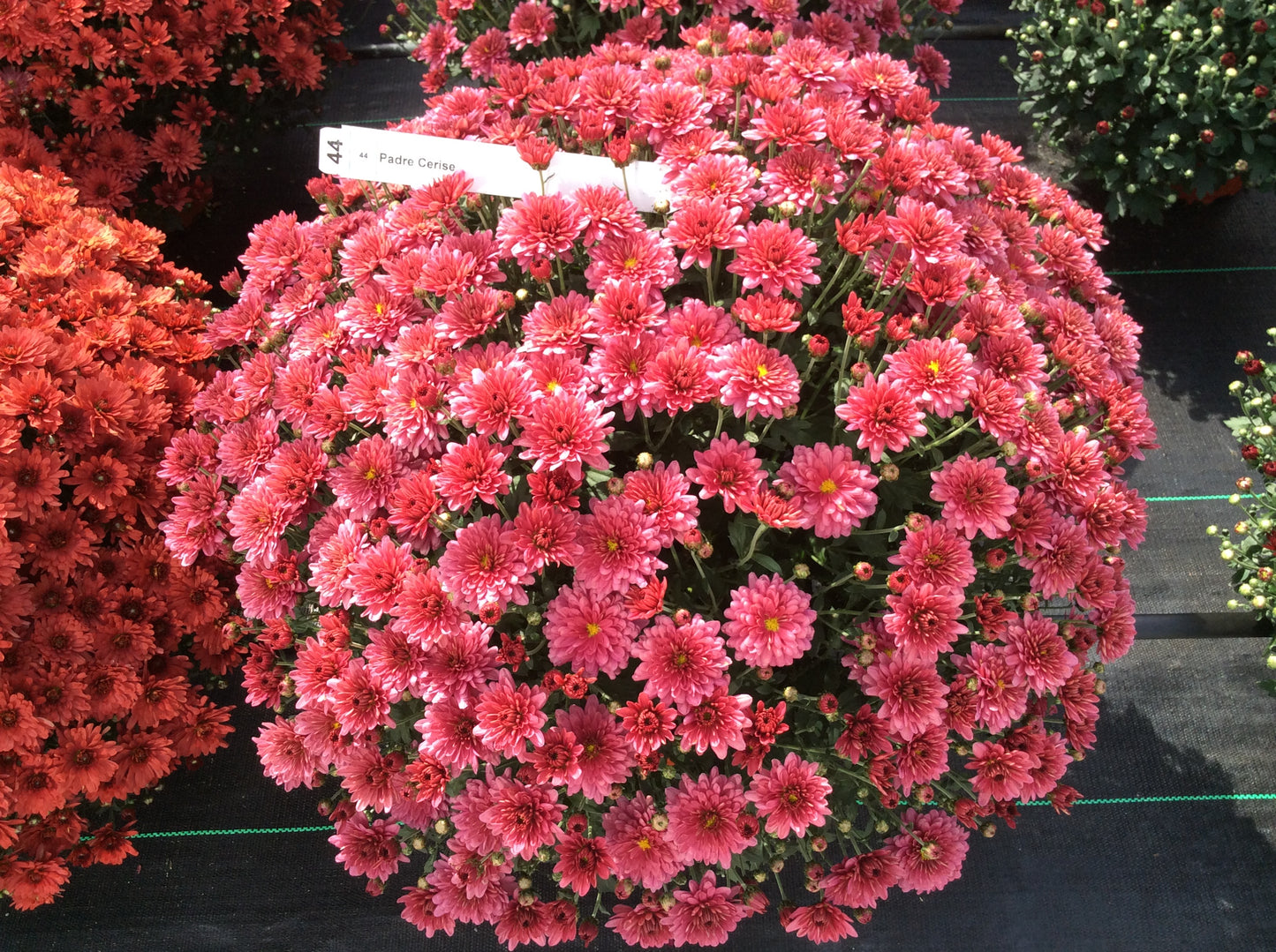 Mum- Padre Cerise Pink M 3C