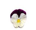 Pansy-Cool Wave Violet Wing 11"H