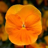 Pansy-Delta Pro Clear Orange 6 Pack