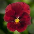 Pansy-Delta Pro Clear Red 6 Pack