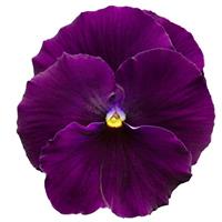 Pansy-Delta Pro Clear Violet 4 Pack