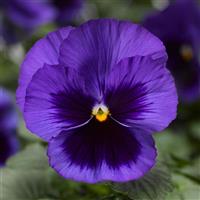 Pansy-Delta Pro Deep Blue w/Blotch 6 Pack